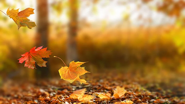 As autumn sets in... - Why do leaves fall from the trees? – Weather News