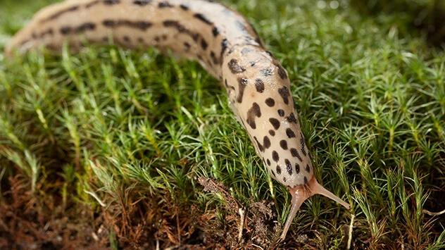 Nützliche Schneckenarten im Garten Gefleckter Tigerschnegel auf grünem Gras