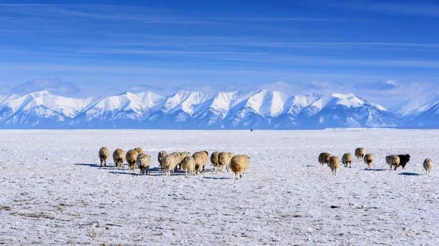 mongolië winter dzud
