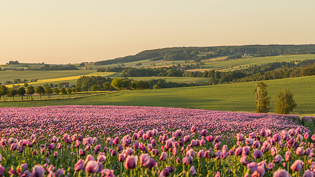 Der Backmohn leuchtet im goldenen Morgenlicht bei Wilsdruff westlich von Sachsen.