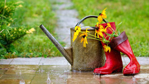 Gummistiefel, Giesskanne und Blumen im Regen.