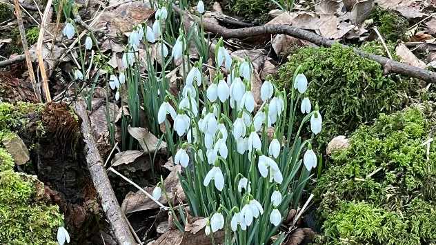 Plenty of snowdrops in the woods here in Borgue, Dumfries and Galloway.