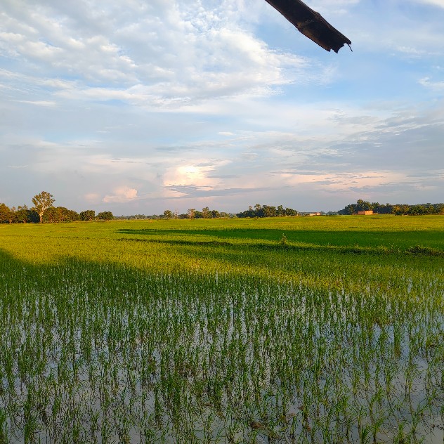 Prakash Singh from Bharphori in Madhubani district of Bihar sent us a perfect image of a field!