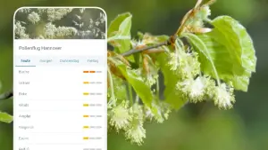 Blüte einer Buche - Pollenflugvorhersage Hannover App