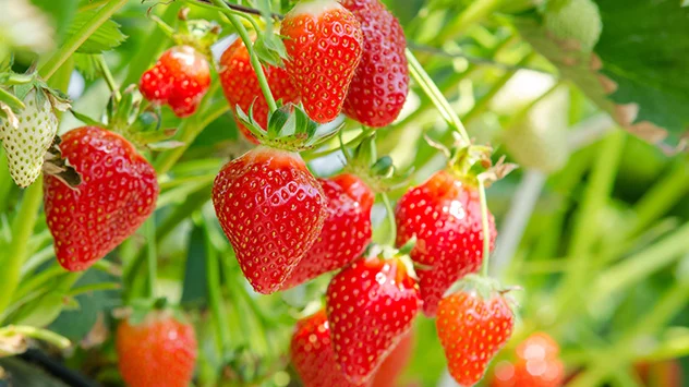  Die beachtliche Menge an Vitamin C in der Erdbeere stärkt auf Grund der antioxidativen Wirkung das Immunsystem.
