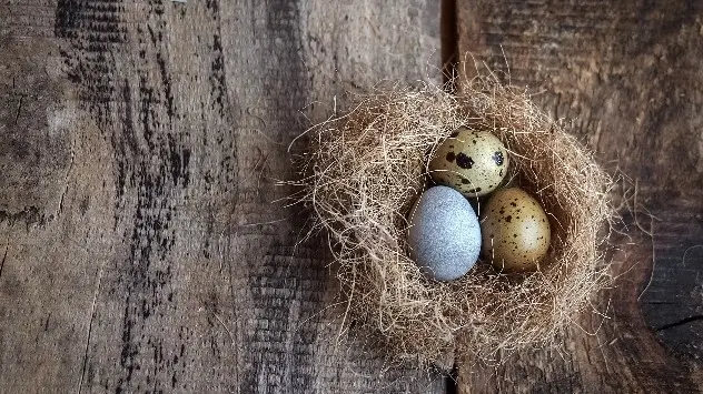 cuckoo-nest-eggs