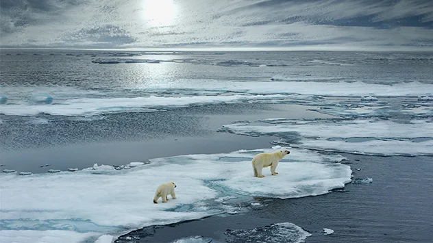Eisbären auf dem arktischen Ozean