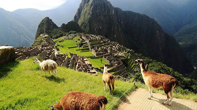 Lamas grasen über Machu Picchu
