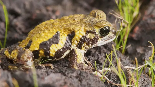 Western Ghats Frog
