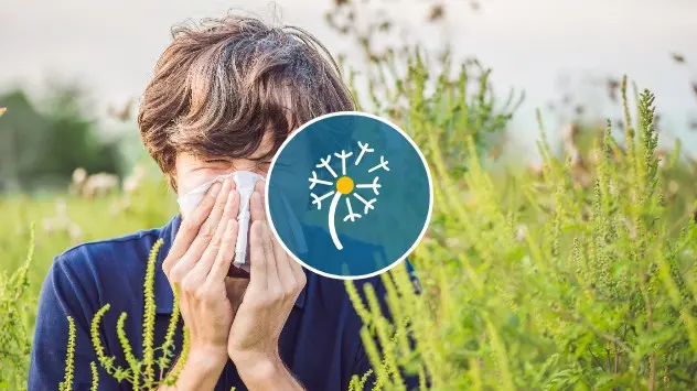 Alergia la polen: a început sezonul ambroziei