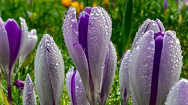 Spring flower blooming