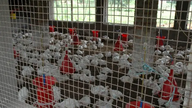 Poultry Farming in India 