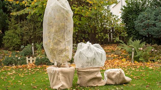 Kübelpflanzen, die mit Vlies und Jute umwickelt sind. 