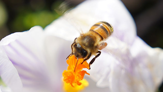 Milde Tage mit Bienen und Blumen