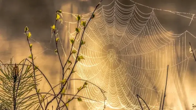Paukova mreža i najsvestraniji materijal