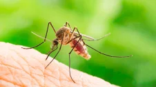 Klimawandel Krankheiten Mücke