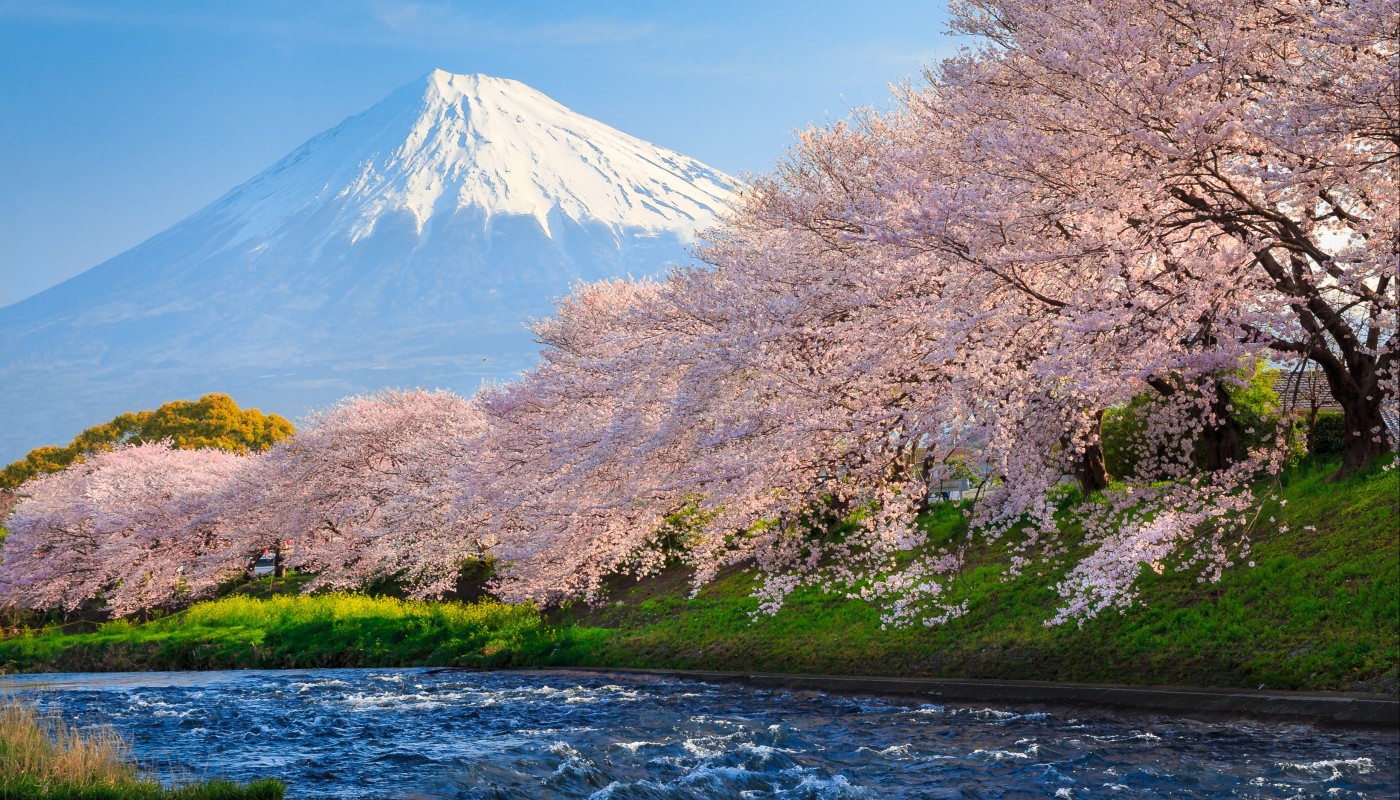 Record early start: Japan's cherry blossom season begins – Weather News