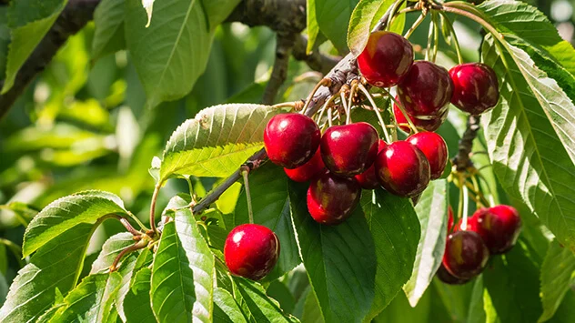 Regionales Sommerobst: Kirsche Rote Kirschen im Sonnenschein