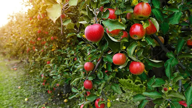 Reife Äpfel an Bäumen in einer Apfelbaumplantage