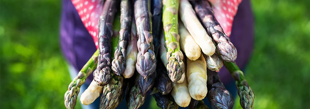 Bunter Spargel wird mit Händen in Gartenhandschuhen gehalten