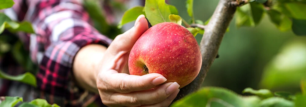 Äpfel: Herkunft, Sorten, Rezepte und Co