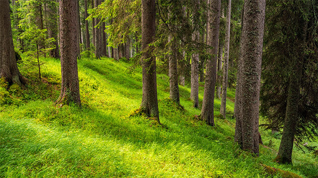 Tannen im Naturpark Paneveggio-Pale di San Martino 