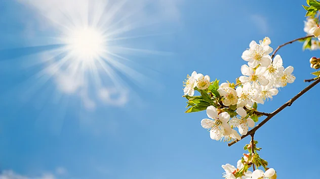 Strahlender Sonnenschein und Kirschblüten
