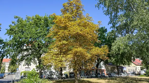© dpa Im August ist diese Kastanie in Berlin Pankow bereits sehr trocken.