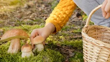 Tipps zum Pilze sammeln