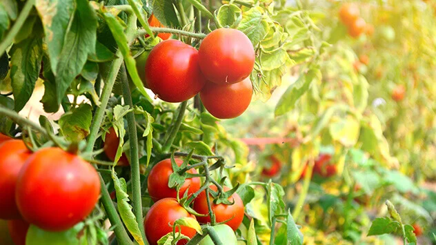 Regionales Sommergemüse: Tomaten Reife Tomaten an Tomatensträuchern
