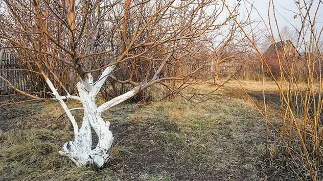 De witte kalkverf beschermt de bomen in het voorjaar tegen vorstscheuren. 