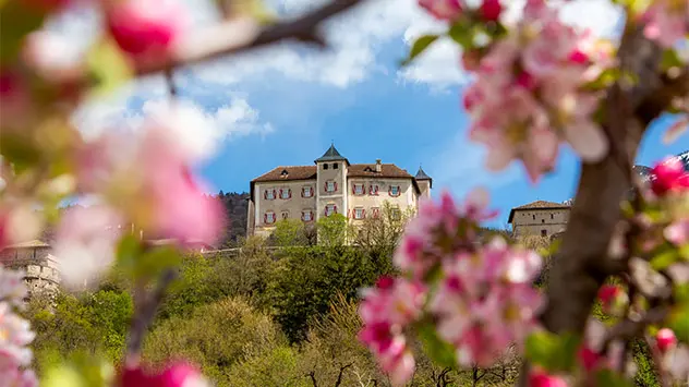 Blick zwischen Apfelblüten hindurch auf das Castel Thun