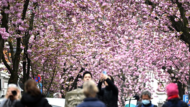 Die Kirschblüten in der Bonner Altstadt sind jedes Jahr im Frühling ein echter Touristenmagnet. 