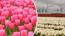 Los tulipanes llenan de color los Países Bajos. 