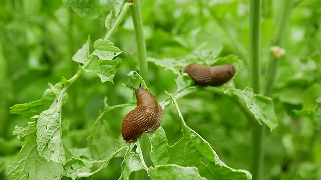 Arten von Schnecken im Garten Spanische Wegschnecken auf Gemüse