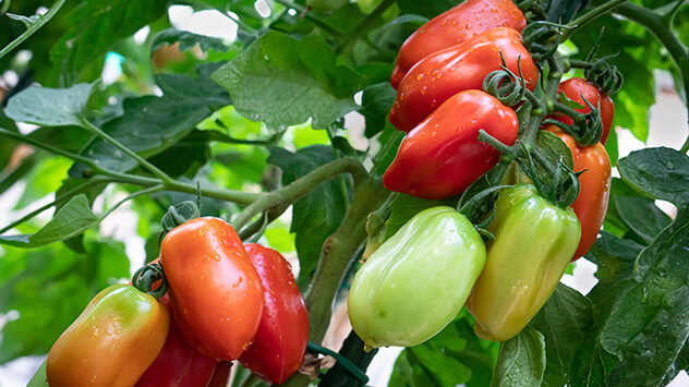 San-Marzano-Tomaten