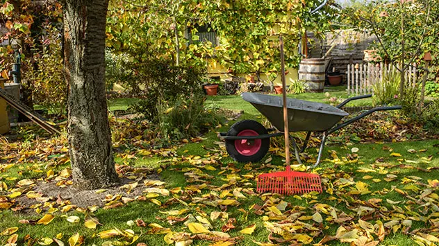 Winterfester Garten Gartengeräte Laubharke und Schubkarre in einem Garten mit Laub