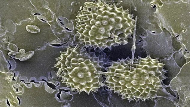 Ambrosiapollen unter dem Mikroskop