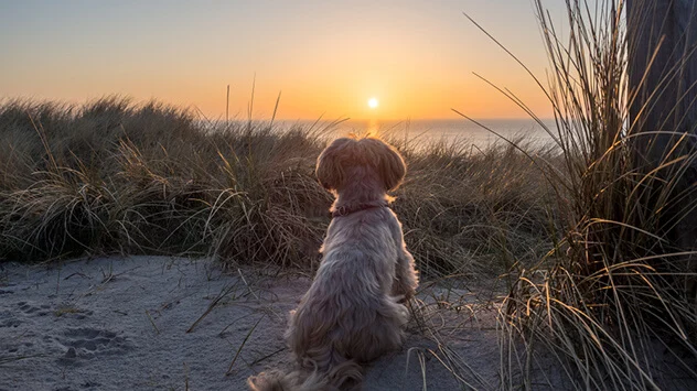 Hund sitzt in den Dünen und schaut auf das Meer und den Sonnenuntergang