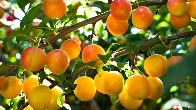 Regionales Sommerobst: Mirabelle Reife Mirabellen am Baum
