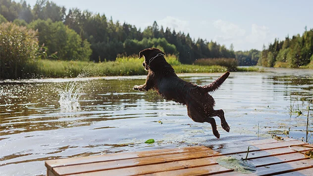 Hund springt von einem Steg in einen See