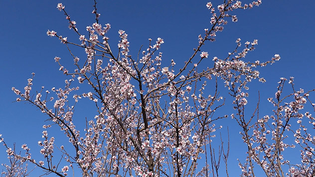 Mandelbaum vor strahlend blauem Himmel