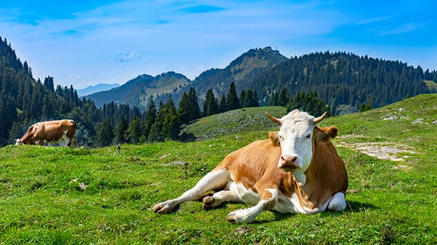 Kuh auf einer Wiese in den Bergen