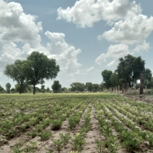 Vijay Karan Singh Rathore from Bikampur in Rajasthan checks the weather for his groundnut farming