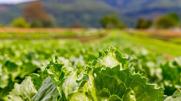 Regionales Obst und Gemüse im Sommer: Vielfalt queerbeet Blick über Salatfeld im Sommer