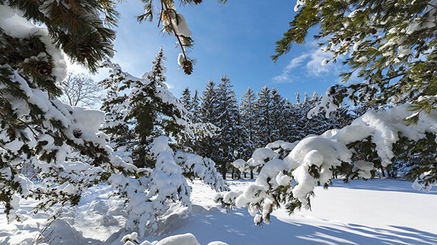 Verschneite Waldandschaft in Südtirol