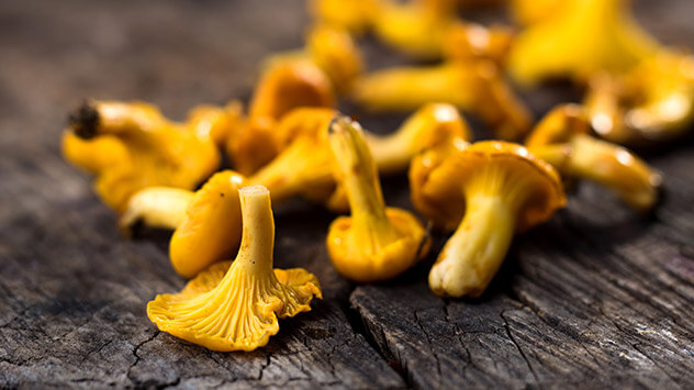 Kurki mogą zawierać do 2,1 mikrogramów witaminy D na 100 gramów grzybów.