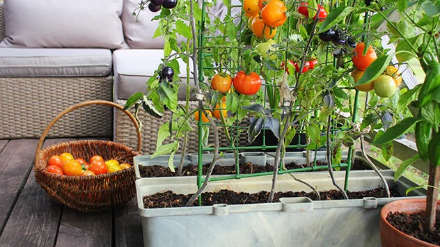 Tomatenpflanzen auf Balkon