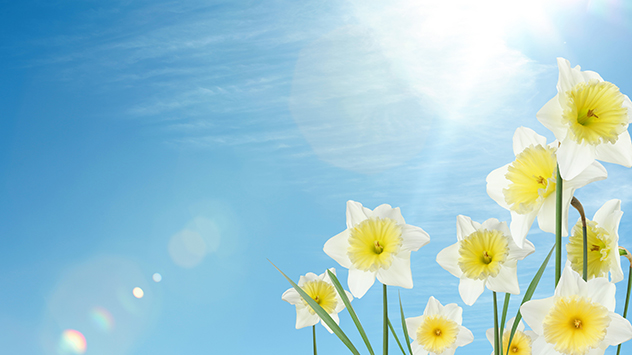 Florile de primăvară creează contraste de culoare fascinante cu cerul albastru strălucitor.
