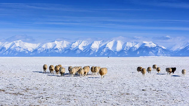 Herdentiere im Winter in der Mongolei